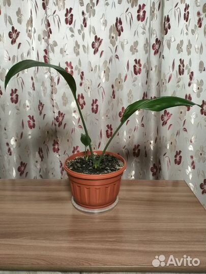 Эухарис амазонская лилия