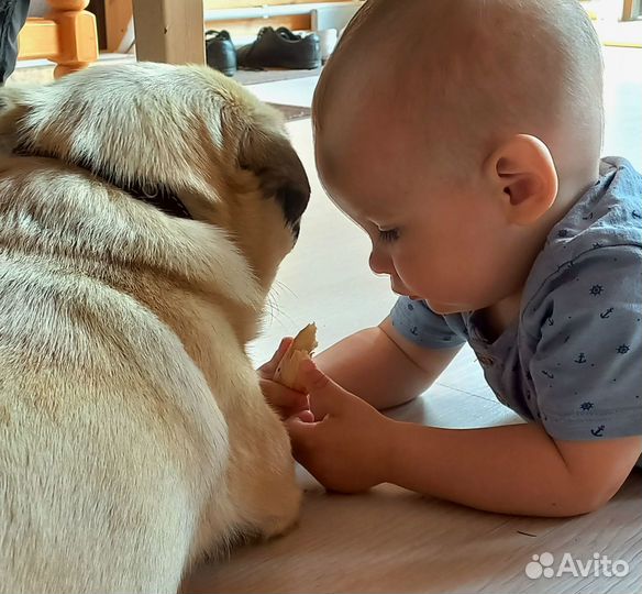 Няни, гувернантки с рекомендациями