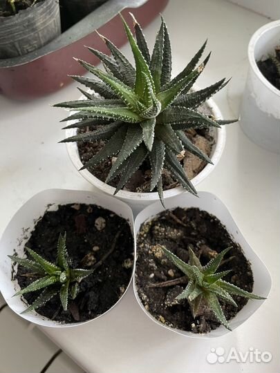 Суккуленты