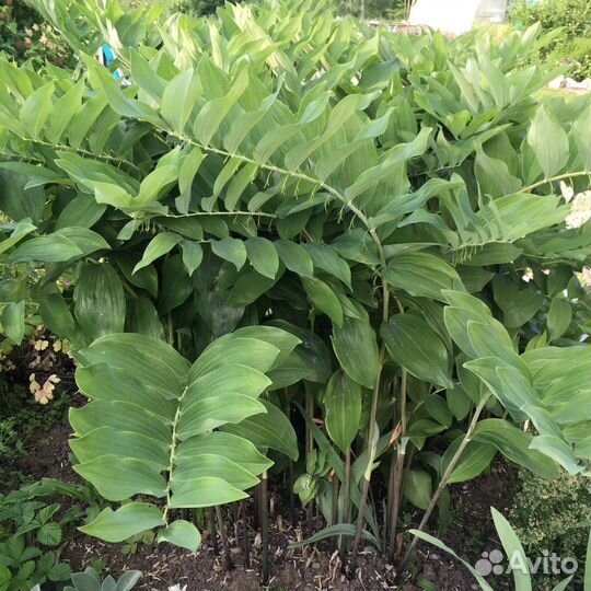 Многолетние, однолетние цветы