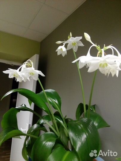 Каталатея, эухарис, псевдоэрантемум