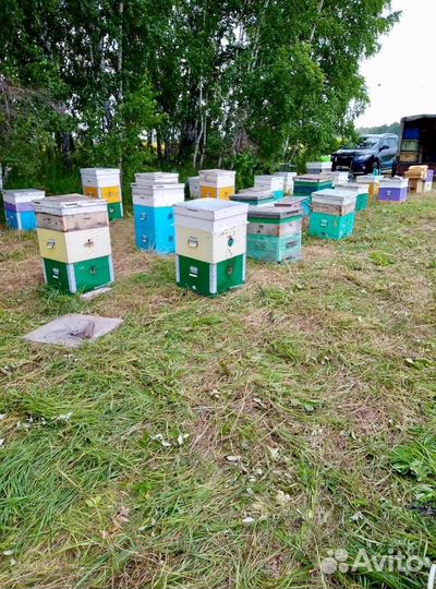 Продажа пчел