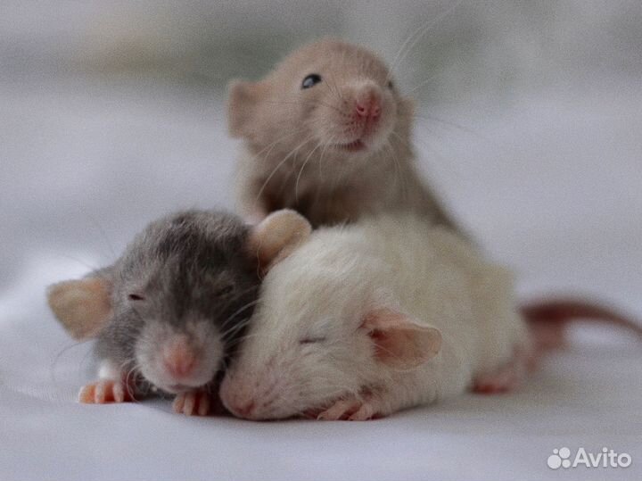 Крысята дамбо