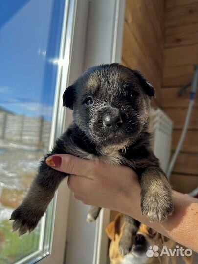 Щенок в добрые руки