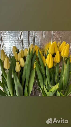 Луковицы тюльпан после выгонки