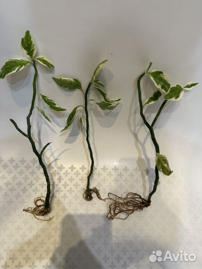 Полезный цветок педилантус (ростки)