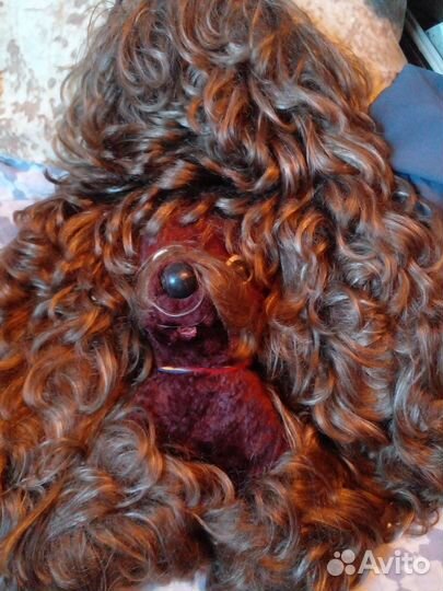 Настенная собака СССР