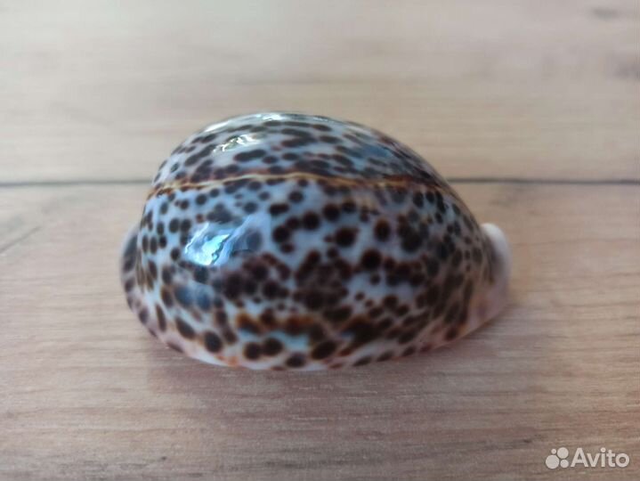 Морская раковина