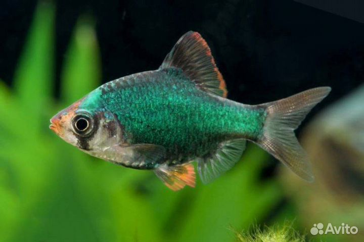 Барбус суматранский цветной в ассортименте