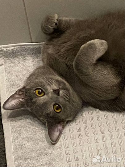 Соблазнительная кошка Мусильда (Русская голубая)