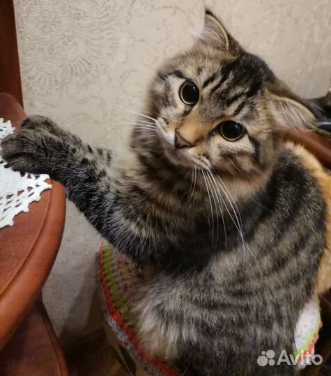 Котик красавец 6 мес