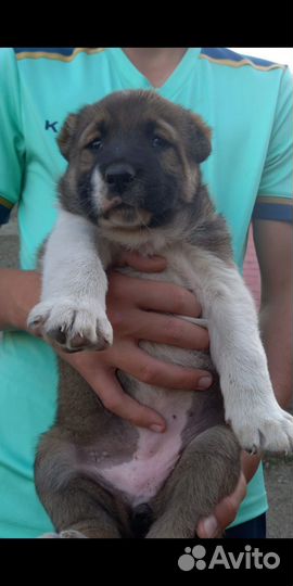 Щенки Алабая