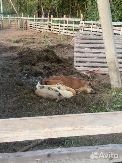 Венгерская мангалица поросята