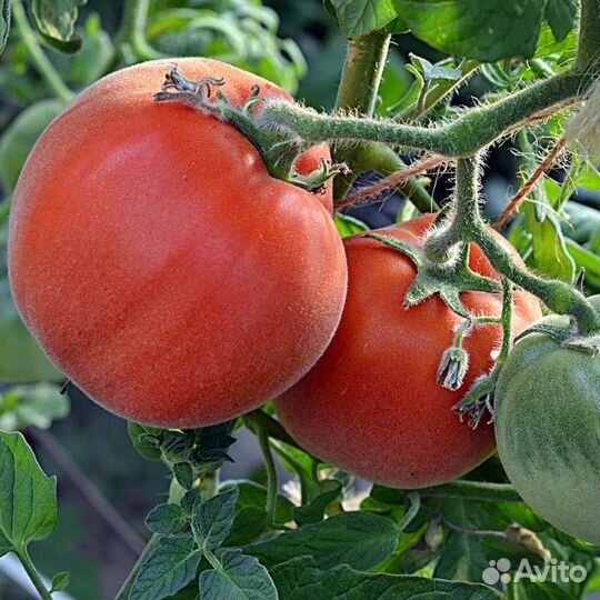 Семена коллекционных томатов