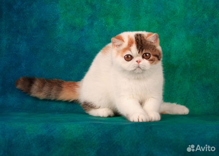 Супер ласковая милашка