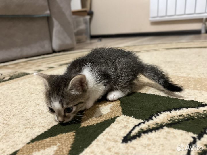 Котик в добрые руки
