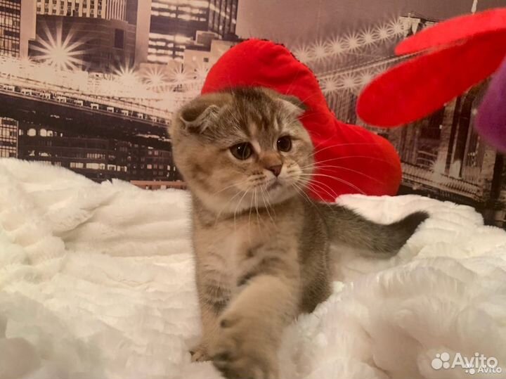 Шотландцы драгоценного окраса и кот для вязки