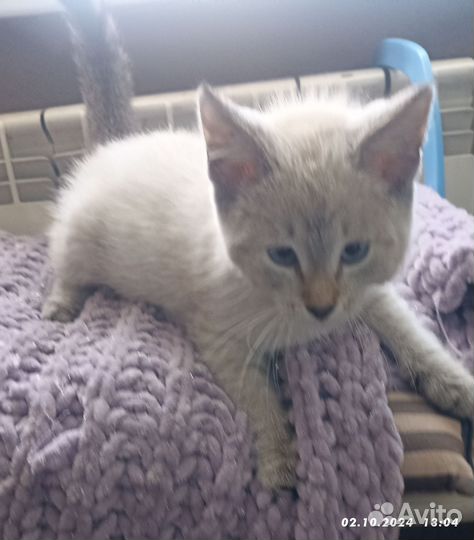 Котенок в добрые руки мальчик красавчик