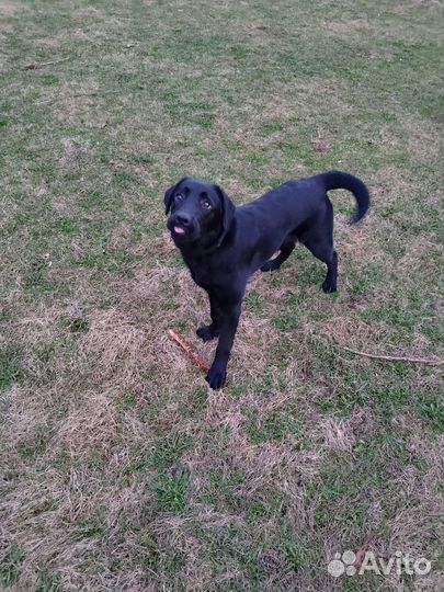 Собака в добрые руки отдам бесплатно