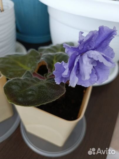 Излишки растений