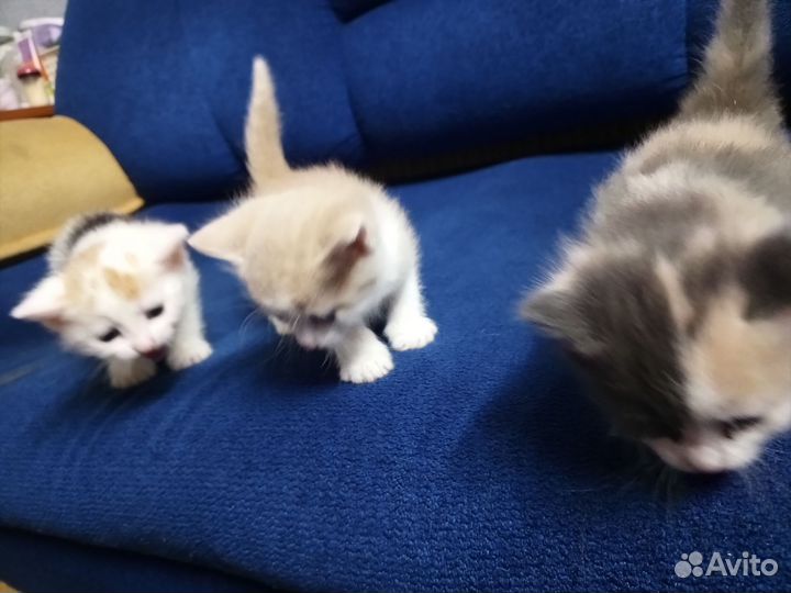 Котята в добрые руки