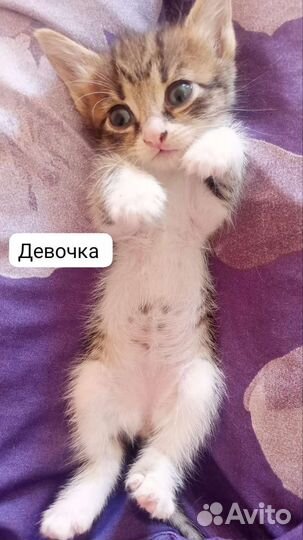 Кошка в дар бесплатно