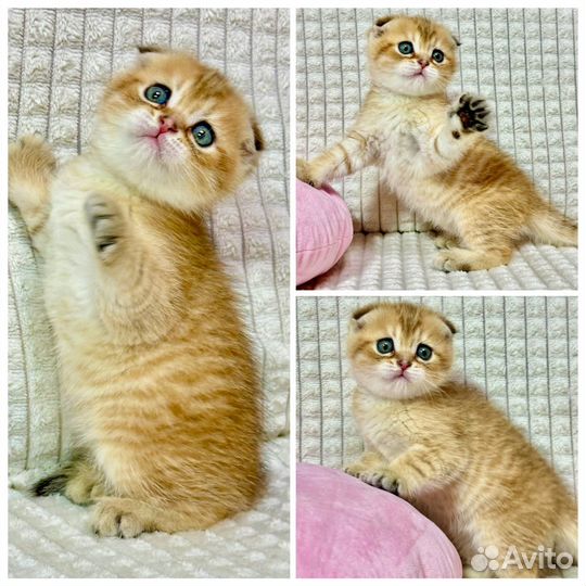 Шотландские вислоухие и прямоухие котята