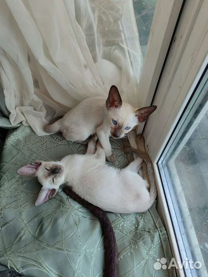 Ориентальные котята