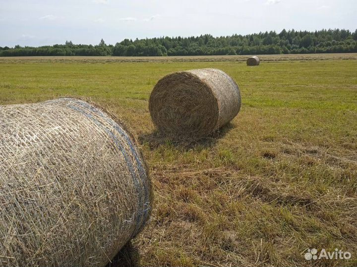 Сено в рулонах 250кг оптом 2024