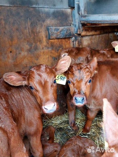 Телята Сименталы и Холмогоры