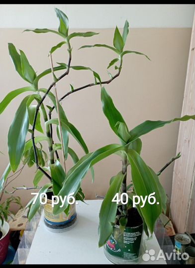 Живой волос (золотой ус)