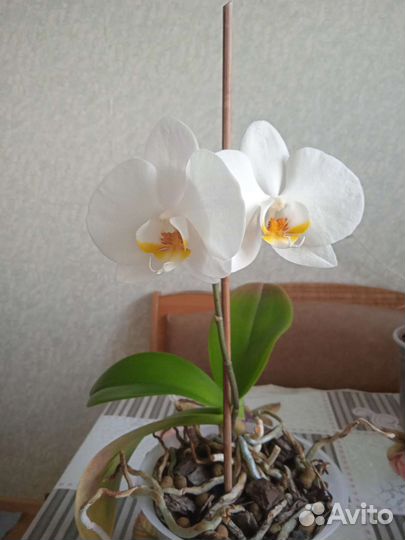 Орхидея фаленопсис