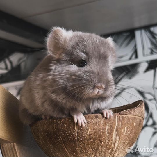 Шиншиллята из питомника
