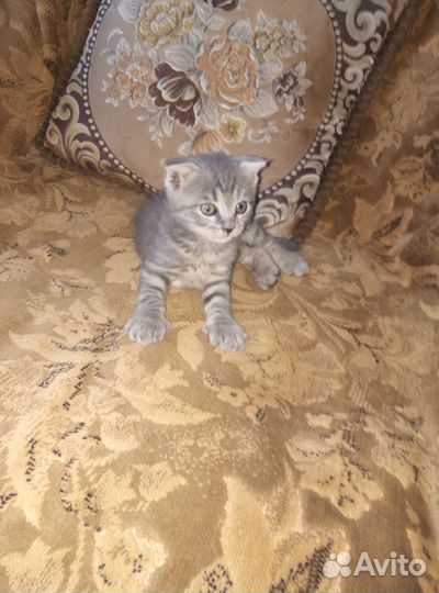 Котята о вислоухой кошки