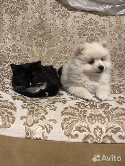 Вязка шпиц мальчик