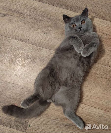 Британский кот в добрые руки