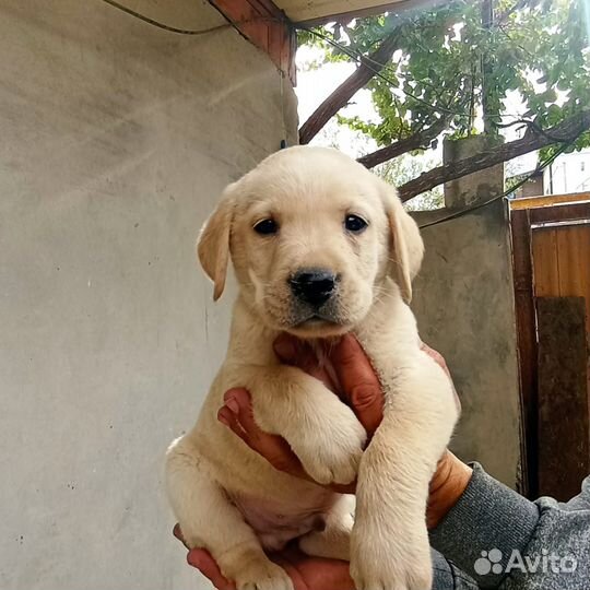 Щенки лабрадора