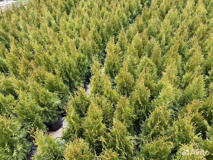 Туя Смарагд 50-60 см