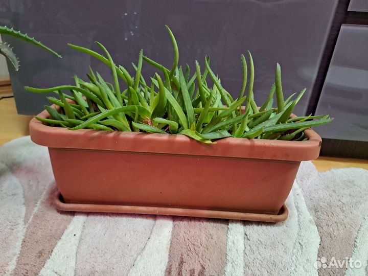 Алое и фикус, колеус, фиалка