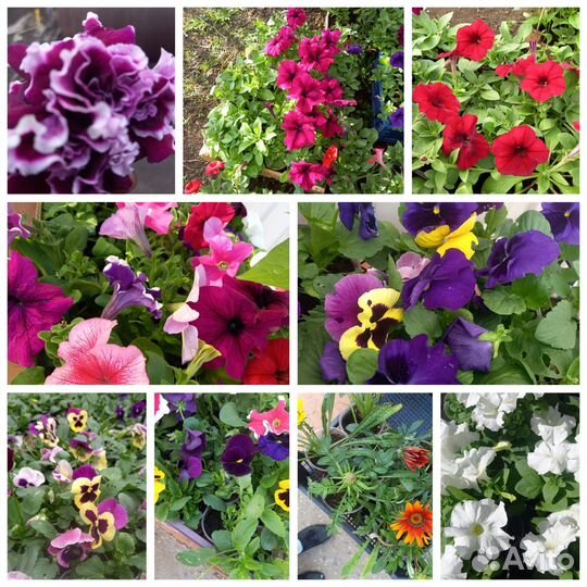 Рассада помидор