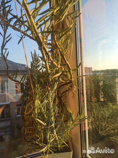 Крестовник Курио Маунт Эверест