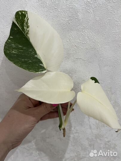 Монстера вариегатная альба