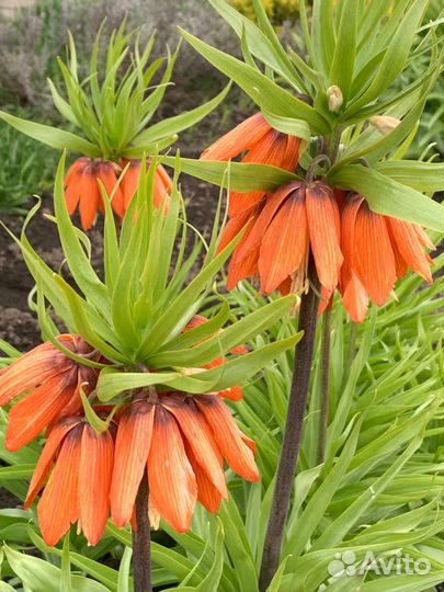 Цветы уличные многолетние