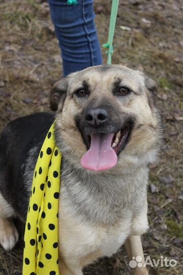 Собака мечтает выбраться из приюта и стать нужной