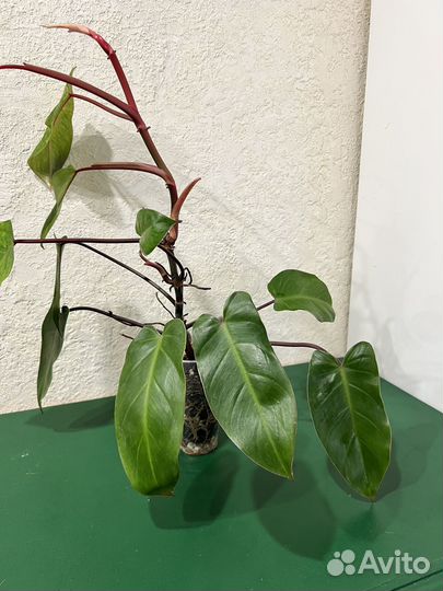 Филодендрон Медуза / расписная леди