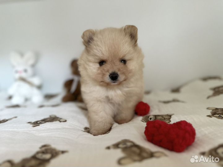 Щенки шпица