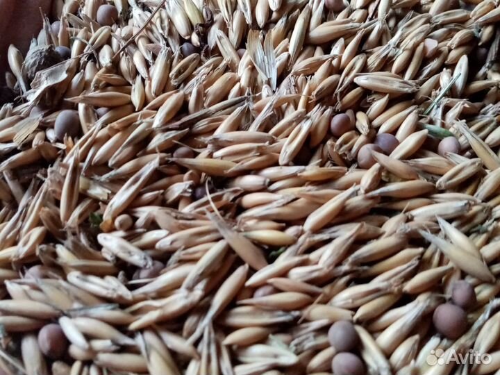 Продам солому и зерно овес с викой