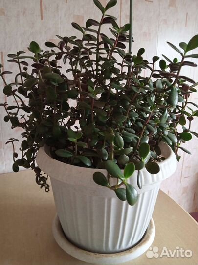 Толстянка(денежное дерево)
