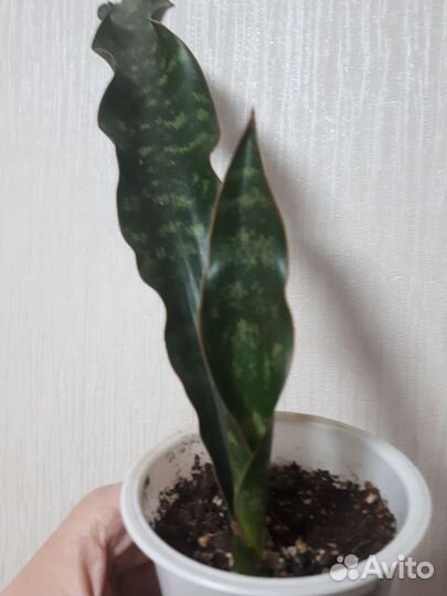 Сансевиерия муншайн и кирки