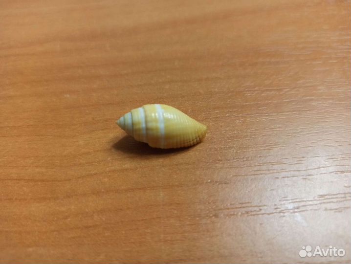 Морская раковина